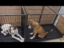 When the Rescue Dogs Became Teenagers in 2023