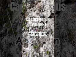 Cactus genus spotlight on Aztekium, one of my favorite. They live on vertical gardens of gypsum.