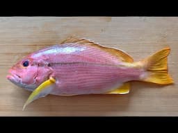 Brownstripe Snapper
