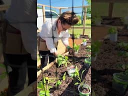 Thanks to Eartheasy for gifting this complete garden kit by Outdoor Living Today 🌱