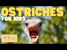ASL Ostriches for Kids