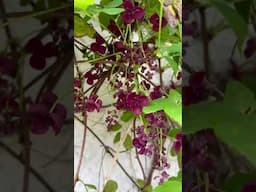 Velvety Rich and sumptuous Akebia quinata - or chocolate vine in bloom #gardenerben