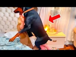 Husband Put A Hidden Camera In The House, Then He Was Shocked To See What The Dog Did To His Wife!