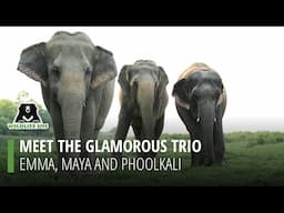 Join Emma, Maya, and Phoolkali on their favourite evening walk.