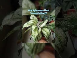 Why Aglaonema Plant Turning Yellow? - Aglaonema Plant Care Part 1