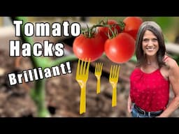 10  Hacks for Growing Tomatoes in Containers You’ll Wish You Knew Sooner