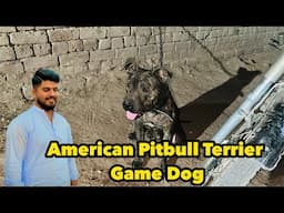New Entry | American Pitbull Terrier Gameline Female