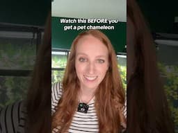 Do you want a pet chameleon? ￼