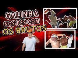 PROVA DA GALINHA NOS PÉS COM OS BRUTOS