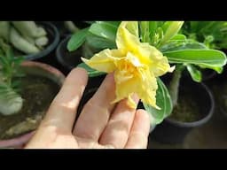 Q&A  about adenium or dezart rose plants. All about titanium plants