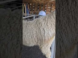 Discover the Angora Goat: The Fiber Superstar of the Farm! #angora