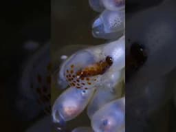 Baby octopuses can change color! #SecretsOfTheOctopus #BabyAnimals #NatGeoKids