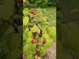 Haratige Rasberries ready June 1st!!!!! #farmlifebestlife #waildberries #blueberryvarieties
