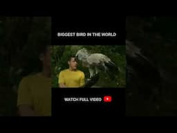 Most Dangerous Bird Ever!!#amazinganimals