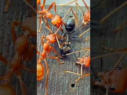 Fire Ants vs Black Ant – No Mercy in the Micro Jungle 🔥🐜⚔️