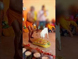 India mein animal sacrifice legal hai? #peepalfarm