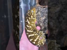 LEACHIE update!