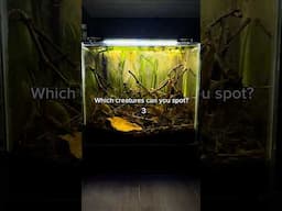Multiple lifes in my natural dirted tank! #aquascape #aquarium #aquascapelowtech