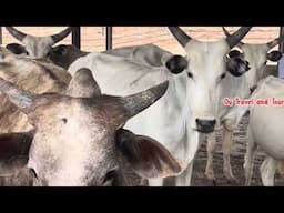 This Is The Biggest Fenced Livestock Farm In South East Nigeria || The Ohanaeze Farm Enugu State