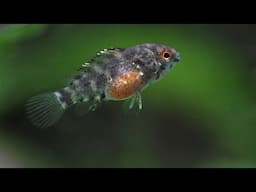 The Apistogramma Diaries (Chapter 1) Breeding, Aggression, Fry Stealing, Sexing, and More.