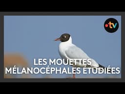 Étude du comportement des mouettes mélanocéphales