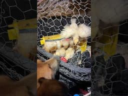 Friday Morning Chicken Cam - These Gals Are Growing Up