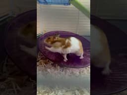 #hamsters #funnypets #funnyanimals #animalshorts #pets #cuteanimals #shorts