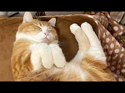 😂 Funniest Cats Videos 😺🐶 || 🥰😹 Hilarious Animal Compilation №688