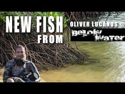 More incredible fish from Oliver Lucanus @belowwater
