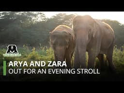 Arya and Zara out for a pleasant evening stroll at Elephant Conservation and Care Centre!
