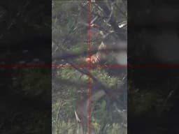 Airgun Deer hunt #pcpairgun #deerhunting #airgunhunting