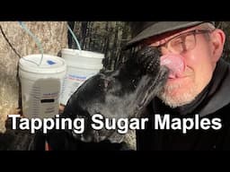 What Fun! Labs & I Tap Sugar Maples
