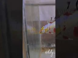 Bettas 0414-6160492