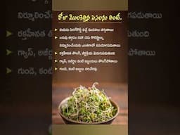 మొలకెత్తిన విత్తనాలు ఆరోగ్య ప్రయోజనాలు