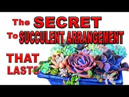 Design Succulent Arrangement Like A Pro: Easy Step By Step Tutorial
