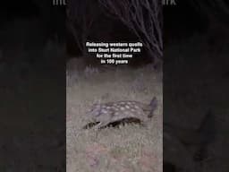 The quolls returned as part of a conservation project, the Wild Deserts Project Partnership