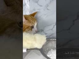 The snow-covered dish😸🧑‍🍳 #thatmeowkitty #transition #cinematicvideo #lethimcook