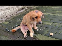 Stray dog with broken hind legs struggles onto the sidewalk,tears in its eyes filled with despair