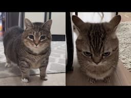 Collection of Cat Meme Videos 🤣 New funny cat videos 😹