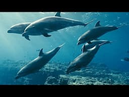 Ummet Ozcan -  Ocean's Voice (Official Music Video)