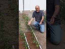 Can you still plant tomatoes and peppers in June?