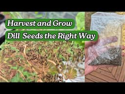 Never Buy Dill Seeds Again! The Ultimate Harvest Hack