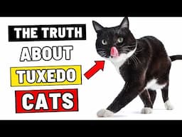 Be Careful If You Have a Tuxedo Cat, Here Is Why