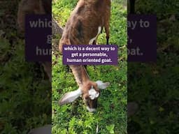 How You Can Get a Friendly Goat 🐐