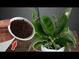 Just Coffee! Suddenly Orchid Grows 101 Roots And Blooms All Year Round!