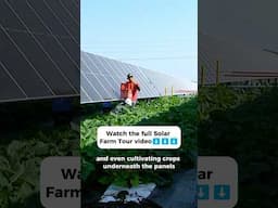 How Solar Panels and Crops Coexist #agrivoltaics #solarfarm #farmers