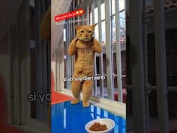 solo con ia este gatito se ejercita, ji ji😹🤣