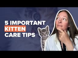 5 Important Kitten Care Tips