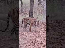 Mother tiger leads her cubs through forest in rare sighting #shorts