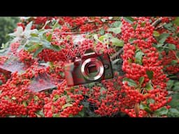 2020 - My Year In Micro Four Thirds